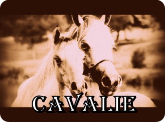 Loja de cavalie